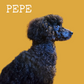 Pepe – 2-i-1 parfymfri schampokaka för hundens päls 185,90 SEK